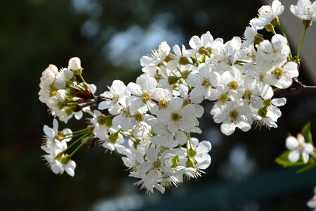 Spring nature spring flowers