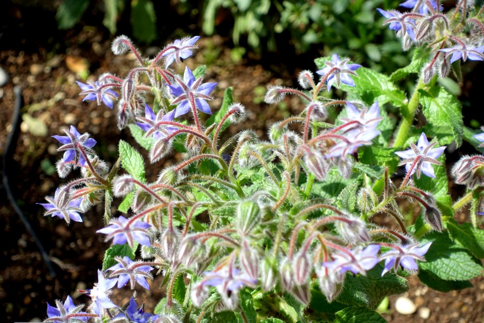 Borago officinalis - Orto botanico - Rome, Italy - DSC00132