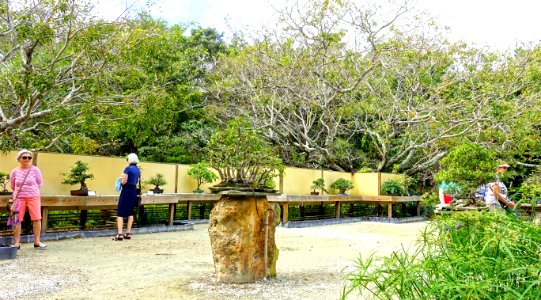Bonsai display - Morikami Museum and Japanese Gardens - Palm Beach County, Florida - DSC03530