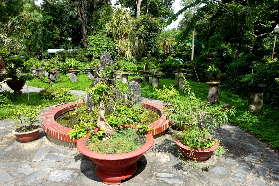Bonsai - Saigon Zoo and Botanical Gardens - Ho Chi Minh City, Vietnam - DSC01241