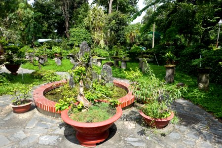 Bonsai - Saigon Zoo and Botanical Gardens - Ho Chi Minh City, Vietnam - DSC01241
