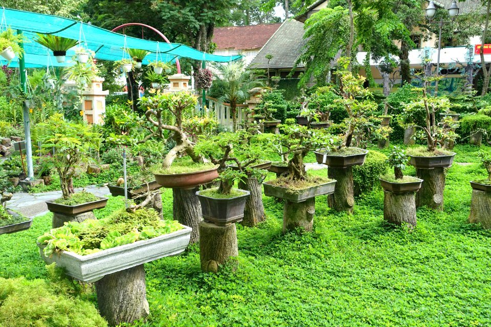 Bonsai - Saigon Zoo and Botanical Gardens - Ho Chi Minh City, Vietnam - DSC01289