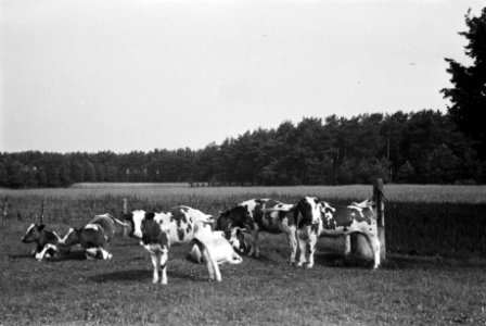 Bossen, weide, vee, Bestanddeelnr 170-0069