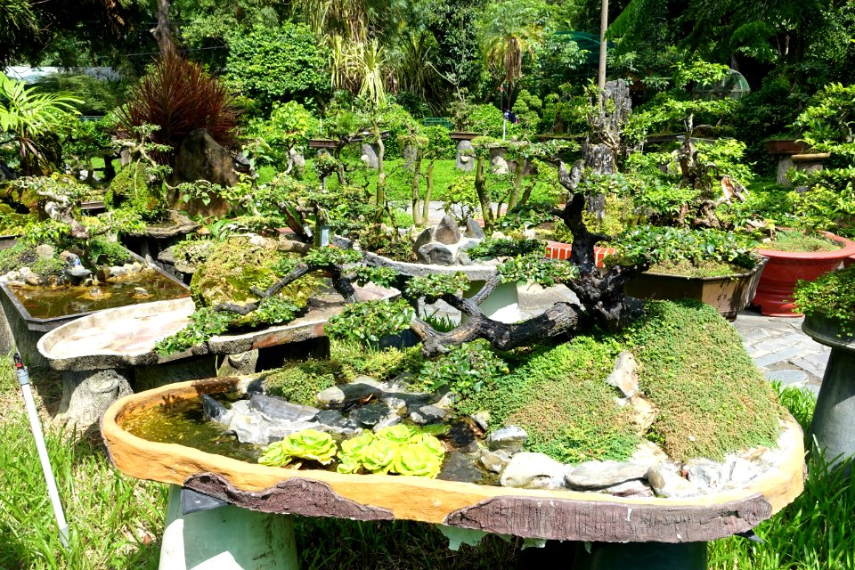 Bonsai - Saigon Zoo and Botanical Gardens - Ho Chi Minh City, Vietnam - DSC01240