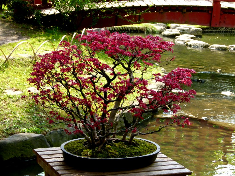 Bonsaï dans la pièce d'eau du jardin Albert Kahn
