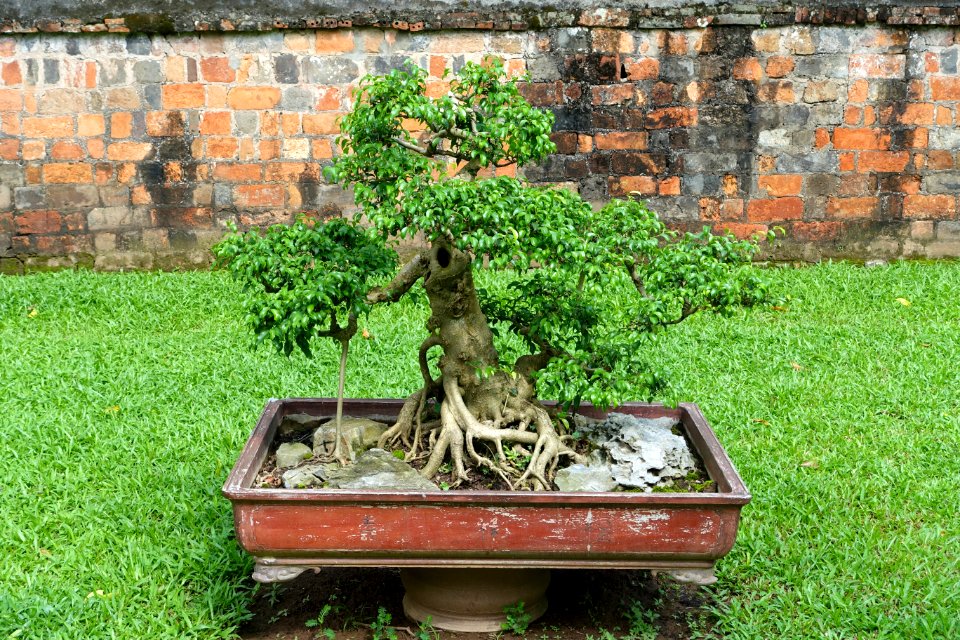 Bonsai - Temple of Literature, Hanoi - DSC04674