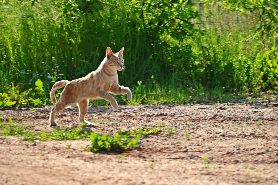 Gallop tiger cat pet
