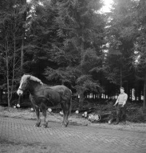 Bossen, dieren, arbeiders, boomstammen, paarden, Bestanddeelnr 253-4768