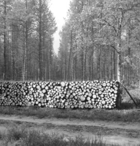 Bossen, houtopslag, overzichten, Bestanddeelnr 253-5944