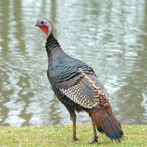 Nature gobbler wild photo