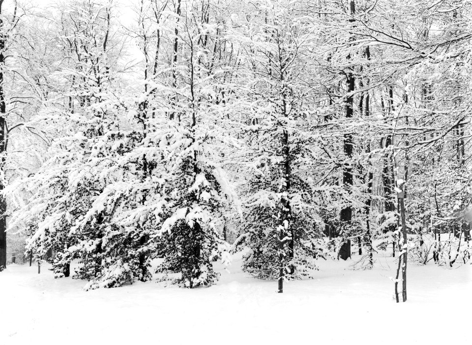 Bossen, sneeuw, Bestanddeelnr 253-6859