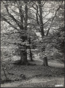 Bossen, herfst, Bestanddeelnr 047-0724