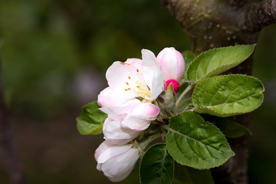 Nature garden in the garden