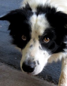 Border Collie intense look photo