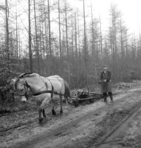 Bossen, dieren, arbeiders, boomstammen, paarden, Bestanddeelnr 253-4769