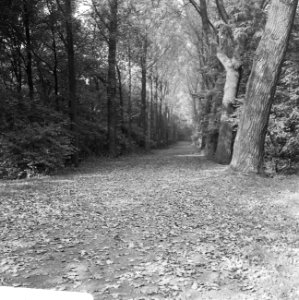 Bossen, herfst, Bestanddeelnr 919-6346