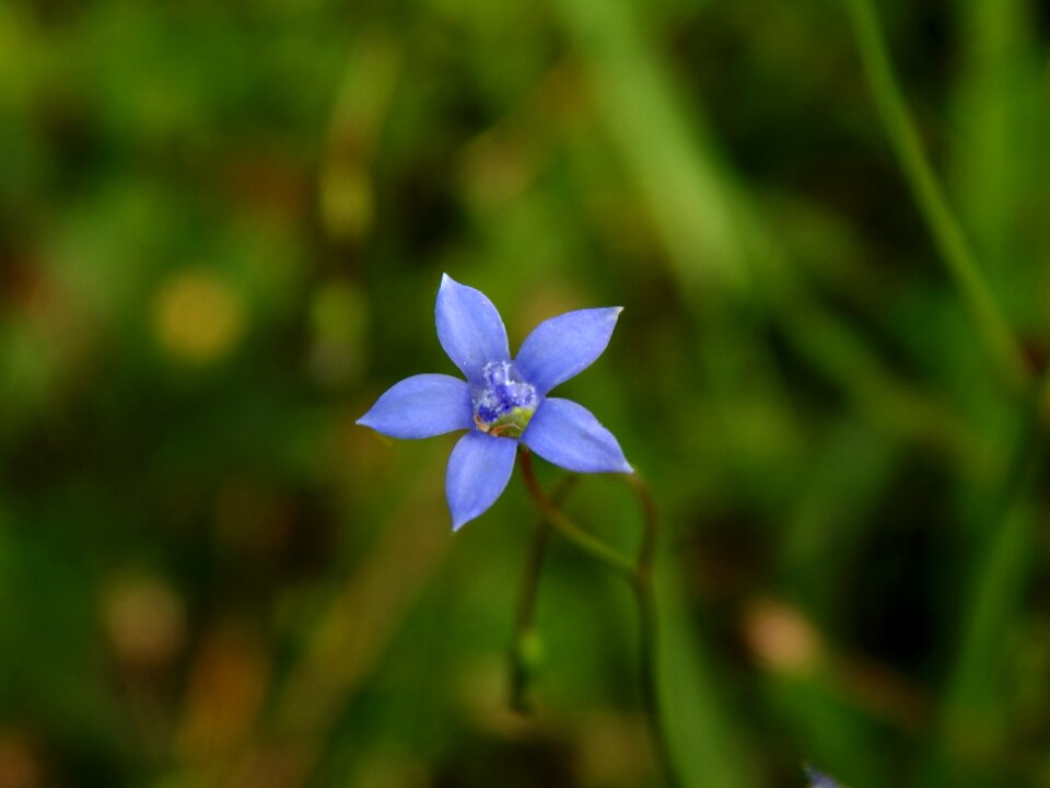 Flower meadow grasses grass