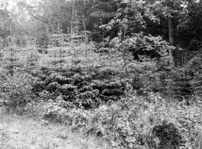 Bossen , picea menziesii, Bestanddeelnr 192-0594