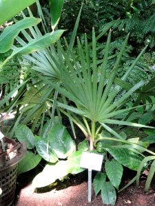 Borassus flabellifer - Palmengarten Frankfurt - DSC01817