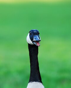 Waterfowl nature outdoors photo