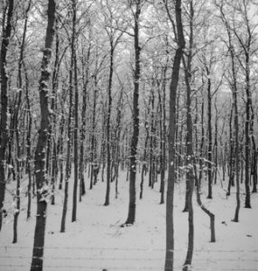 Bossen, sneeuw, overzichten, Bestanddeelnr 253-5429
