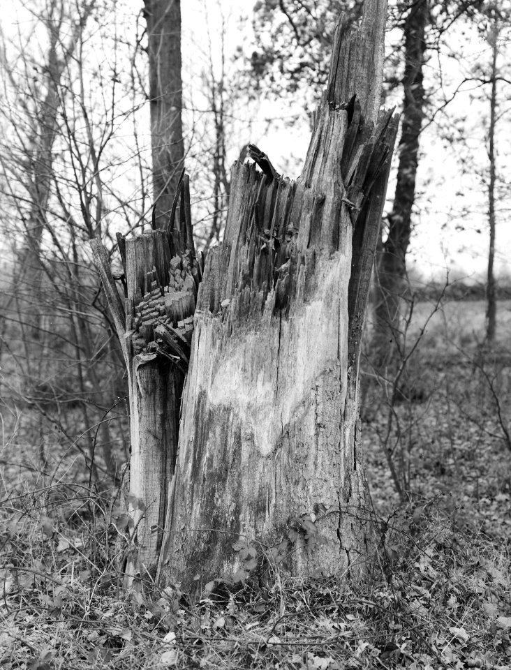 Borculo Eik afgebroken door cycloon, Bestanddeelnr 192-0247