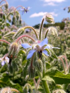 Borago officinalis, Connellsville, 2015-06-24