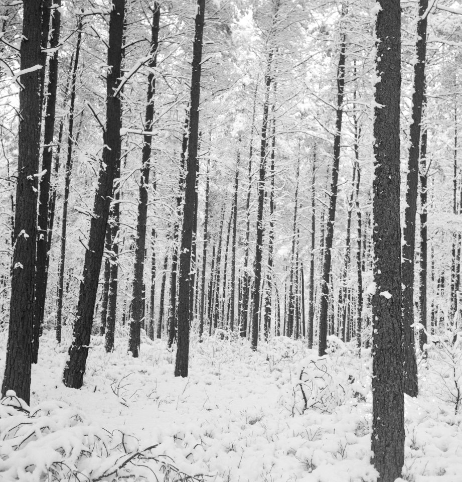 Bossen, sneeuw, overzichten, Bestanddeelnr 253-6133