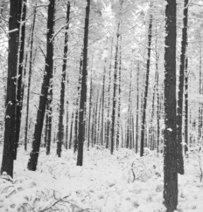Bossen, sneeuw, overzichten, Bestanddeelnr 253-6133
