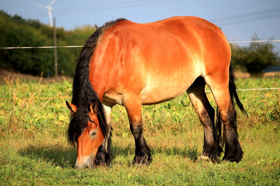 Pasture graze brown