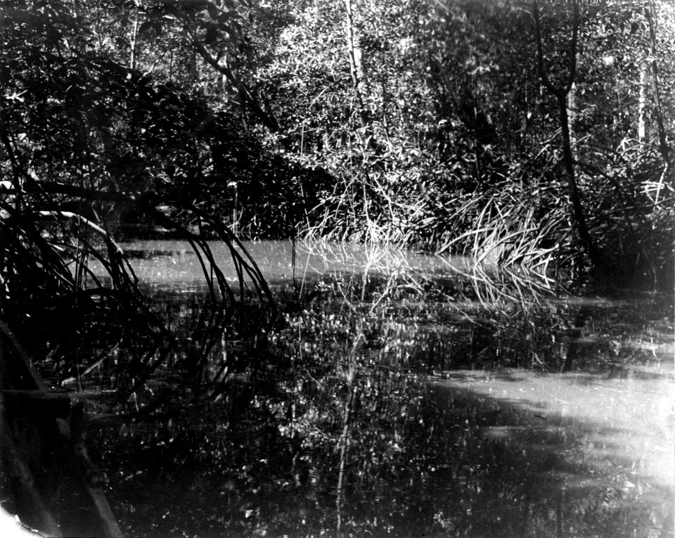 Boplatsbild samt floddal och floden omedelbart nedanför boplats. Pacifiksidan. Garachiné. Panama - SMVK - 003428c