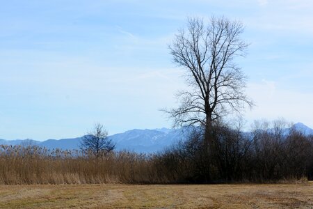 Reed mountains meadow