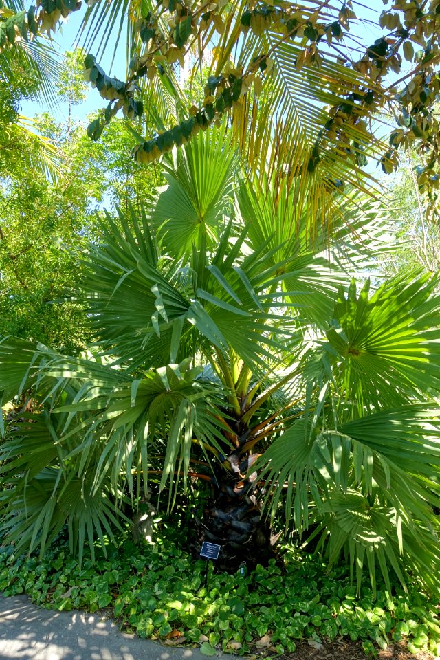 Borassus flabellifer - Naples Botanical Garden - Naples, Florida - DSC09774