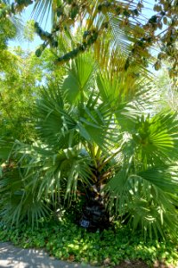 Borassus flabellifer - Naples Botanical Garden - Naples, Florida - DSC09774