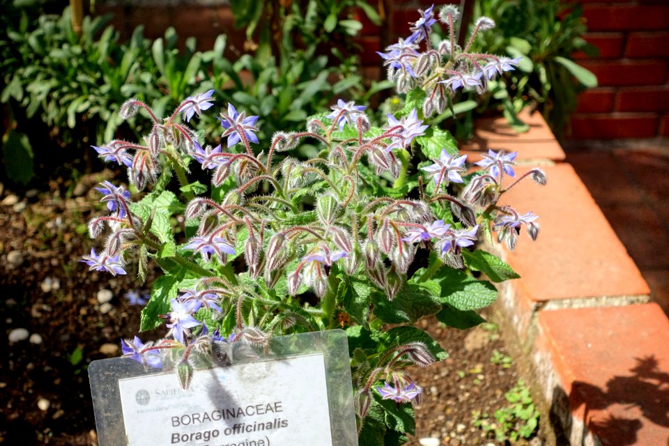 Borago officinalis - Orto botanico - Rome, Italy - DSC00130