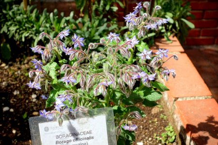 Borago officinalis - Orto botanico - Rome, Italy - DSC00130
