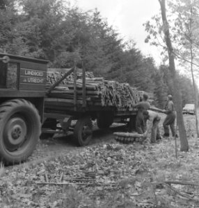 Bossen, vrachtwagens, arbeiders, boomstammen, opladen, Bestanddeelnr 251-8475
