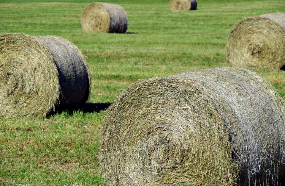 Field harvest meadow