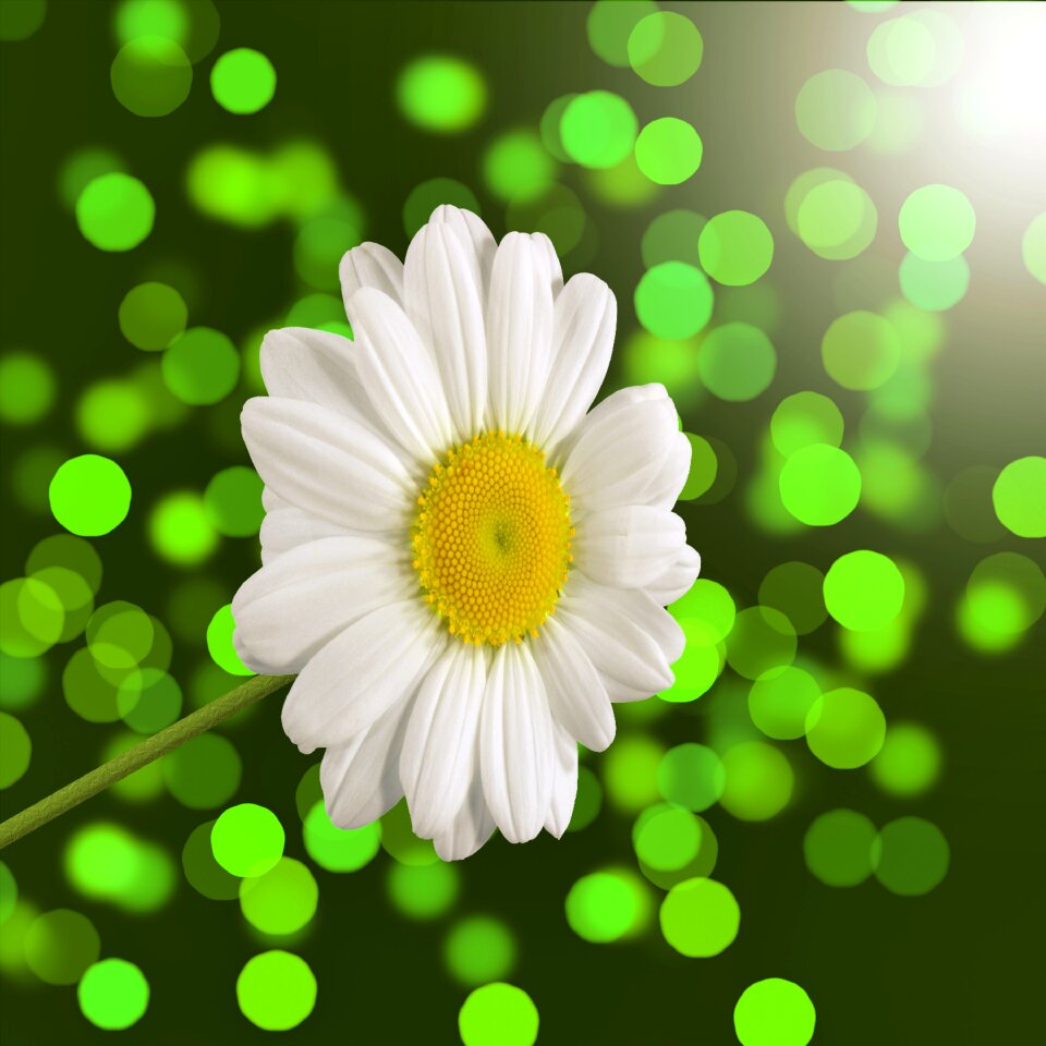 White spring green