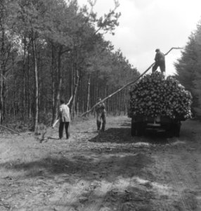 Bossen, vrachtwagens, arbeiders, boomstammen, opladen, Bestanddeelnr 251-8474