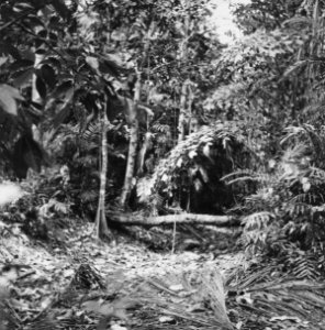 Bossen, wouden, Bestanddeelnr 250-8662