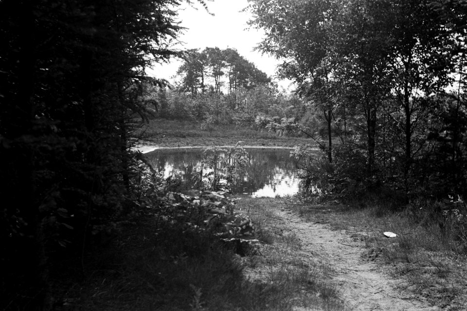 Bossen, water, Bestanddeelnr 170-0079