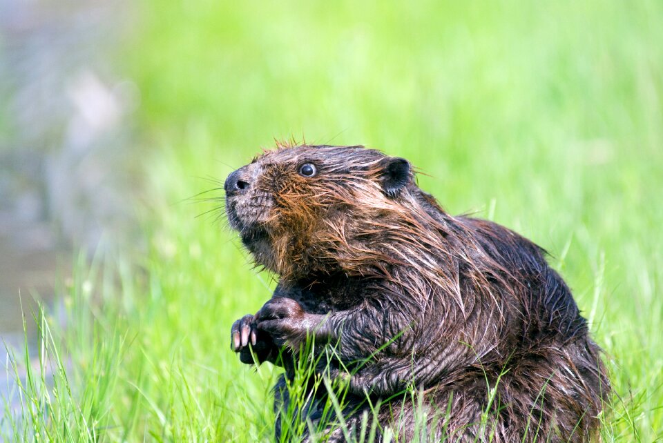 Aquatic cute nature