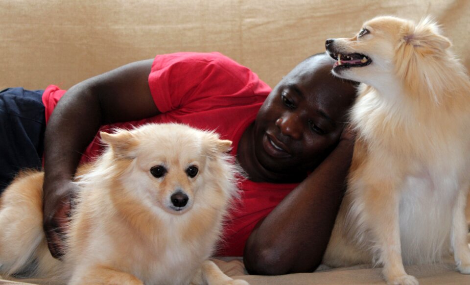Pomeranian donation stroke
