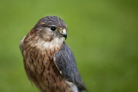 Falcon raptor hawk photo