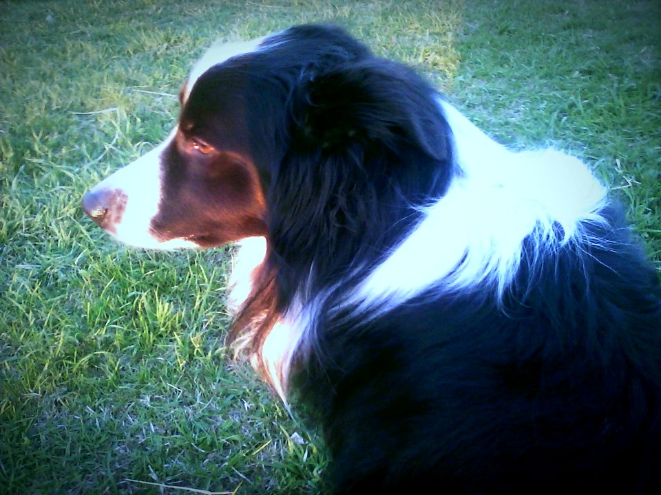 Border collie2