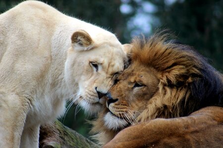 Animal world lion females creature