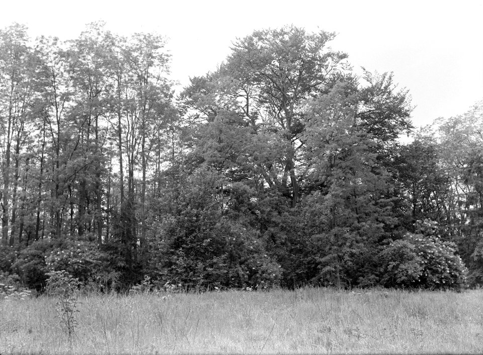 Bossen , acacia, Geijsteren, Bestanddeelnr 192-0013