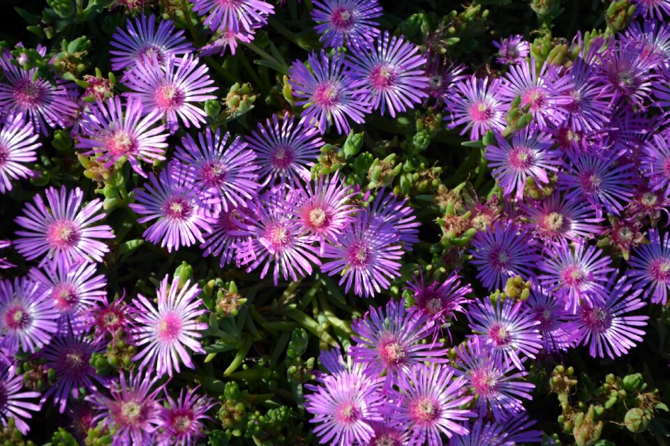 Spring plant massif