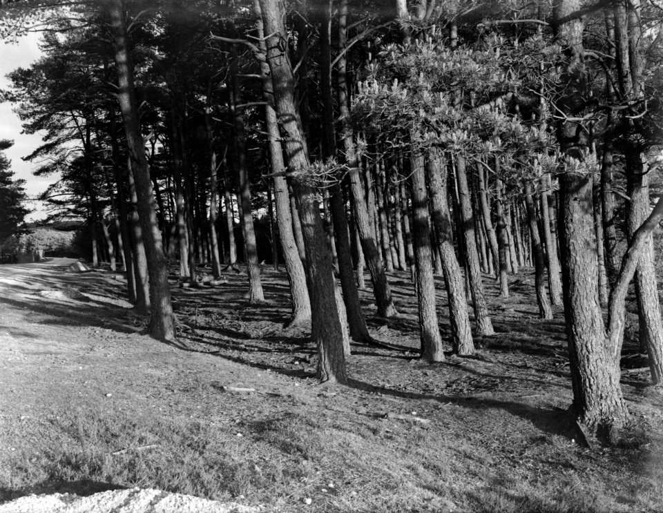 Bos op de Veluwe, Bestanddeelnr 252-0575